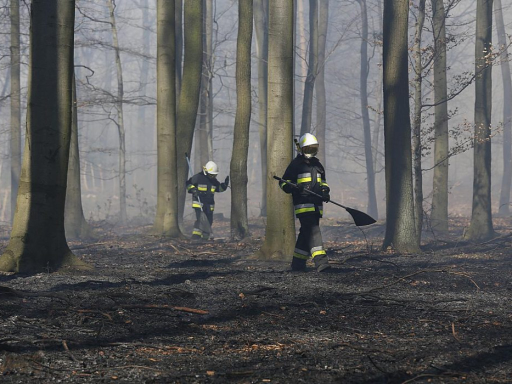 W Jerzmanowej w ogniu stanęły dwa hektary lasów! Pożar gasiło 10 zastępów strażaków?