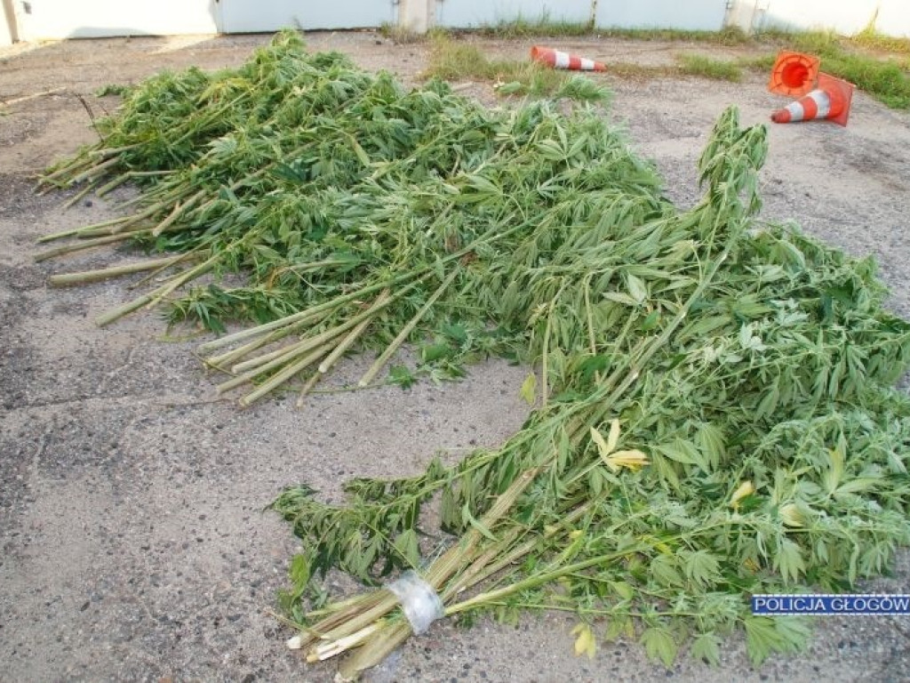 Kolejny plantator marihuany zatrzymany. Trafił już do aresztu