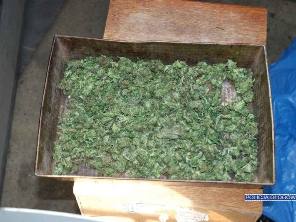 Kolejny plantator marihuany zatrzymany. Trafił już do aresztu