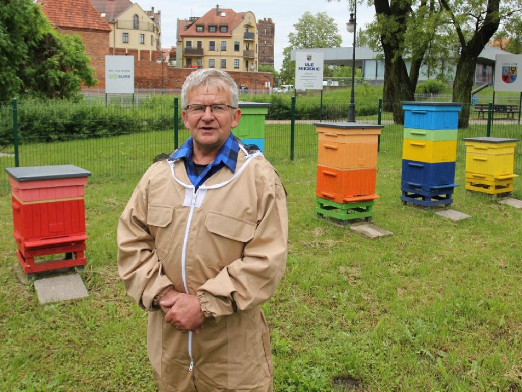 Za dwa tygodnie będzie pierwszy miód z miejskiej pasieki. Akacjowy!