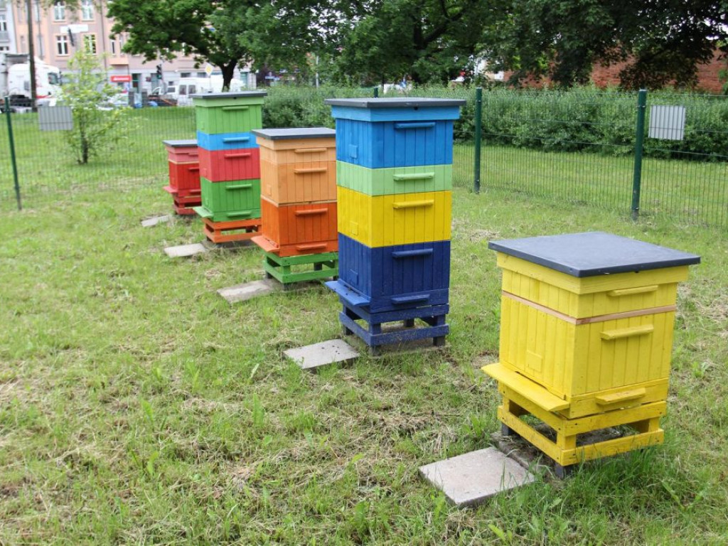Za dwa tygodnie będzie pierwszy miód z miejskiej pasieki. Akacjowy!