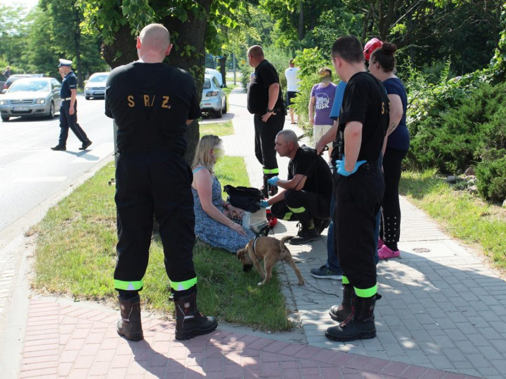 Nie zdążyła wyhamować i bęc. Stłuczka na Rudnowskiej
