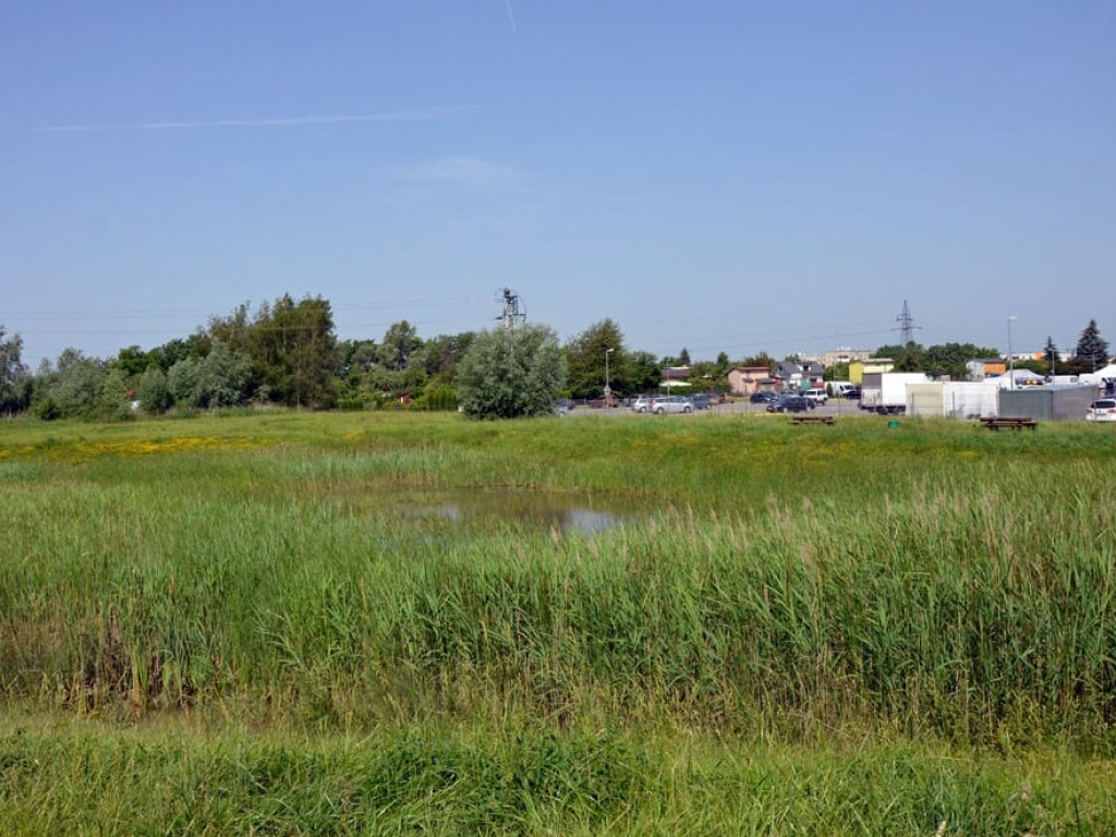 Miało być ładnie i czysto, a zrobiło się śmietnisko. Kosze na śmieci pływają w stawie