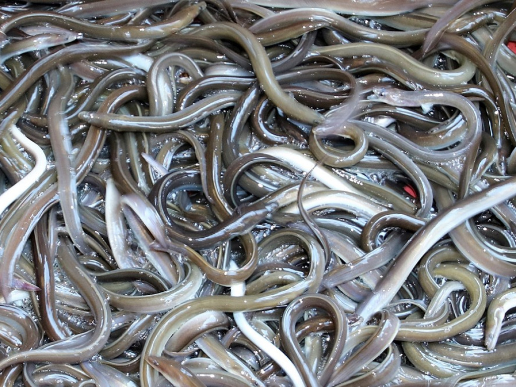 Zarybiają jezioro sławskie. Na razie wpuścili tam tysiące węgorzy. Będą jeszcze sandacze i szczupaki