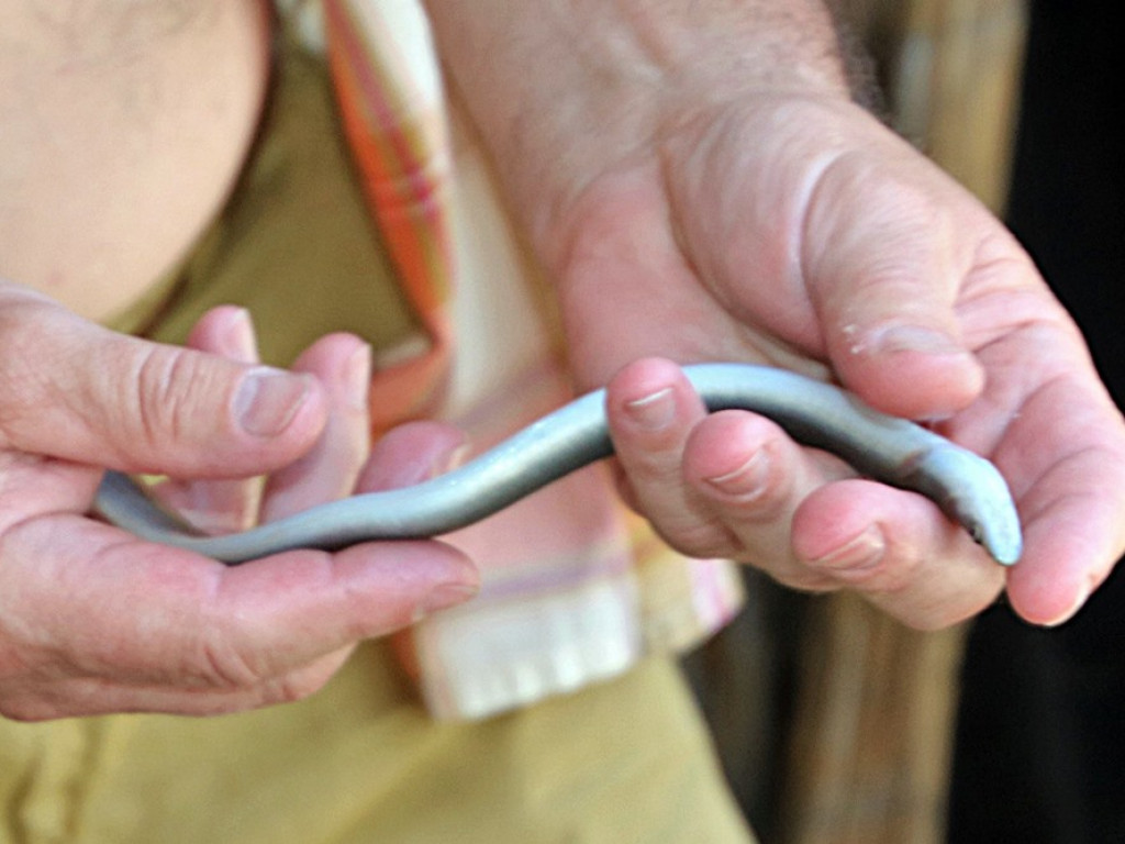 Zarybiają jezioro sławskie. Na razie wpuścili tam tysiące węgorzy. Będą jeszcze sandacze i szczupaki