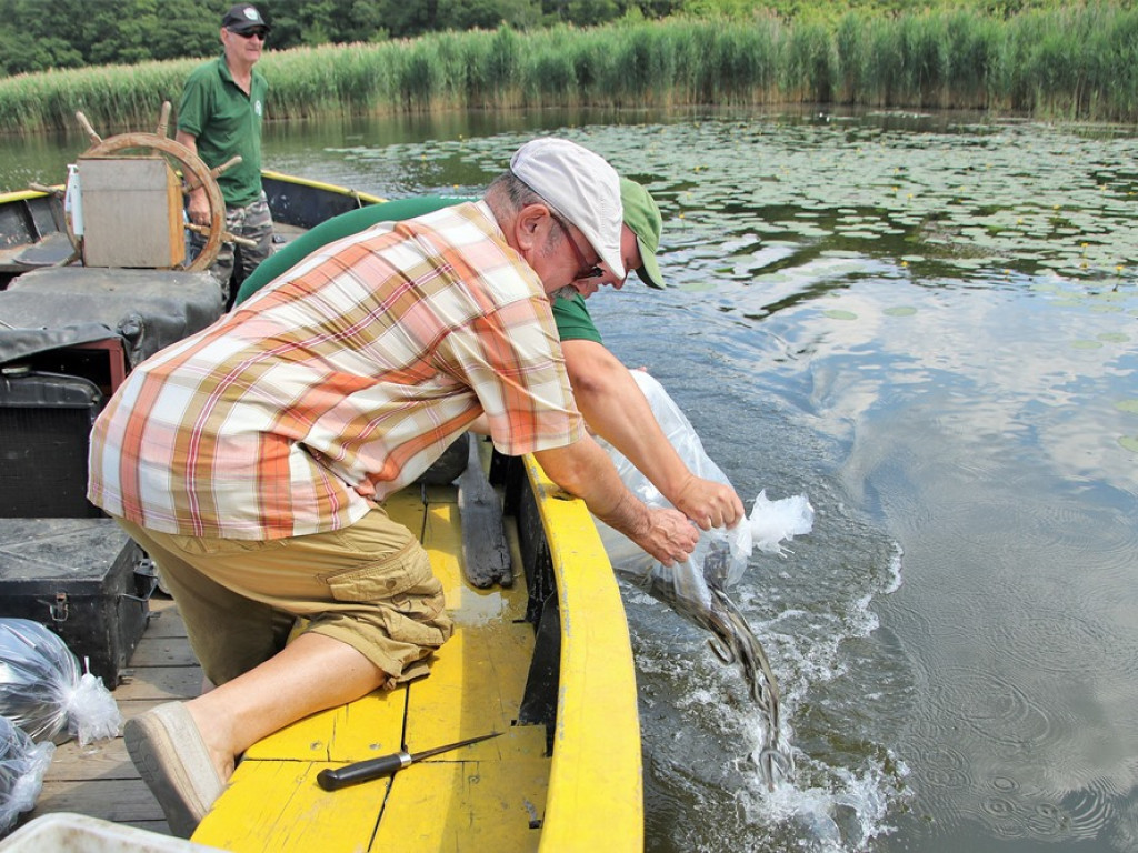 Zarybiają jezioro sławskie. Na razie wpuścili tam tysiące węgorzy. Będą jeszcze sandacze i szczupaki