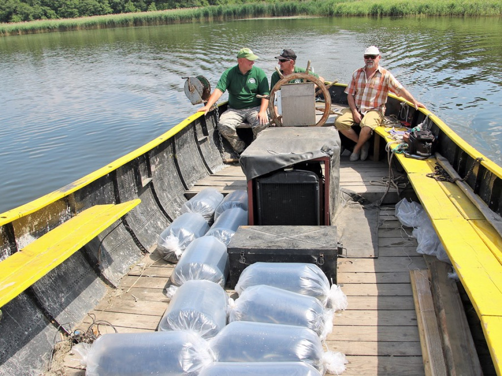 Zarybiają jezioro sławskie. Na razie wpuścili tam tysiące węgorzy. Będą jeszcze sandacze i szczupaki