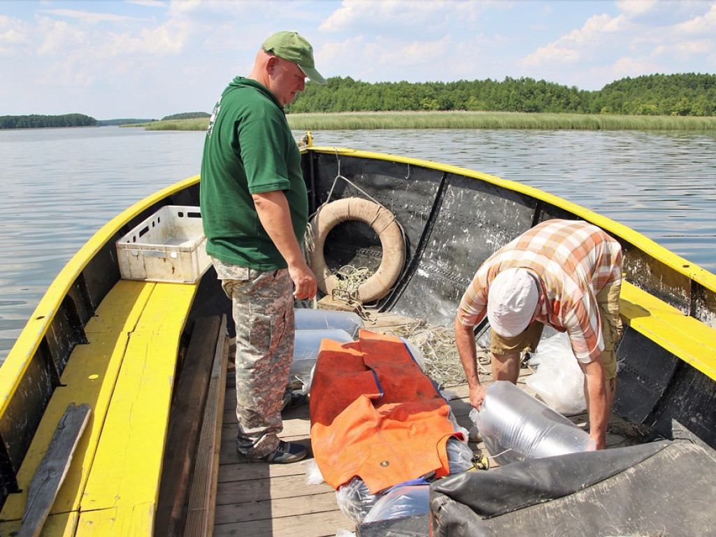 Zarybiają jezioro sławskie. Na razie wpuścili tam tysiące węgorzy. Będą jeszcze sandacze i szczupaki