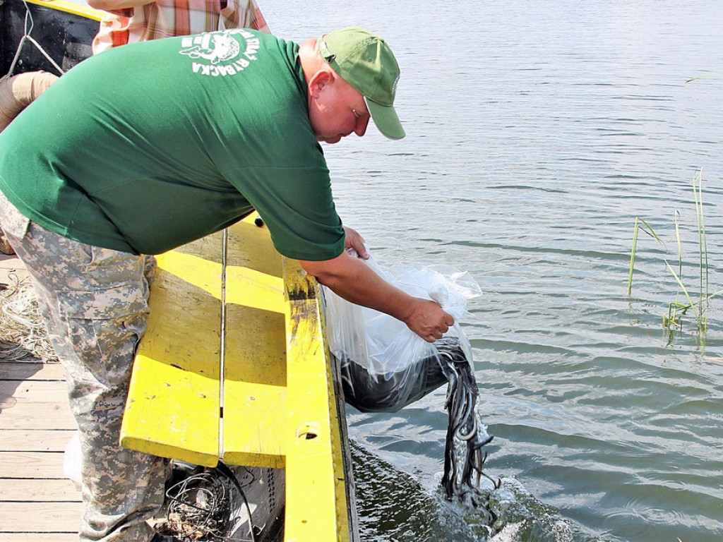 Zarybiają jezioro sławskie. Na razie wpuścili tam tysiące węgorzy. Będą jeszcze sandacze i szczupaki