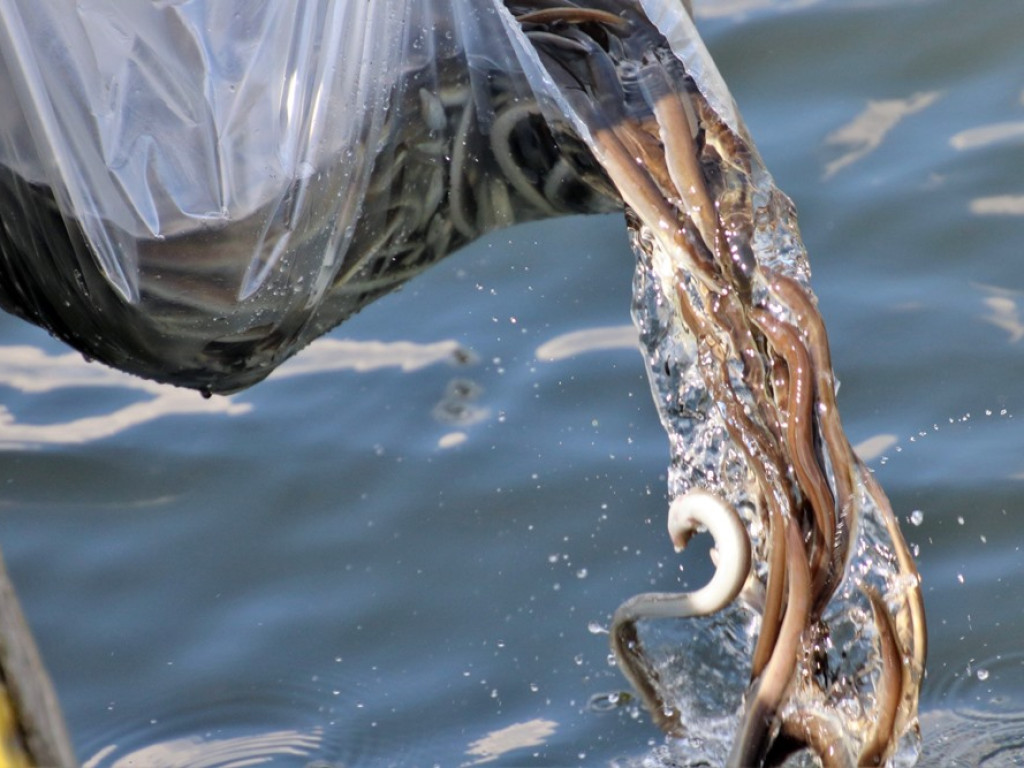 Zarybiają jezioro sławskie. Na razie wpuścili tam tysiące węgorzy. Będą jeszcze sandacze i szczupaki