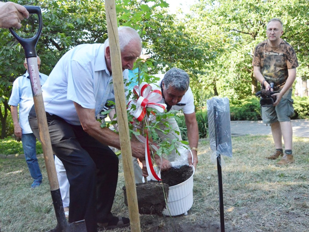 Huczne imieniny Jana z Głogowa. Dąb zasadzony, kwiaty pod pomnikiem złożone