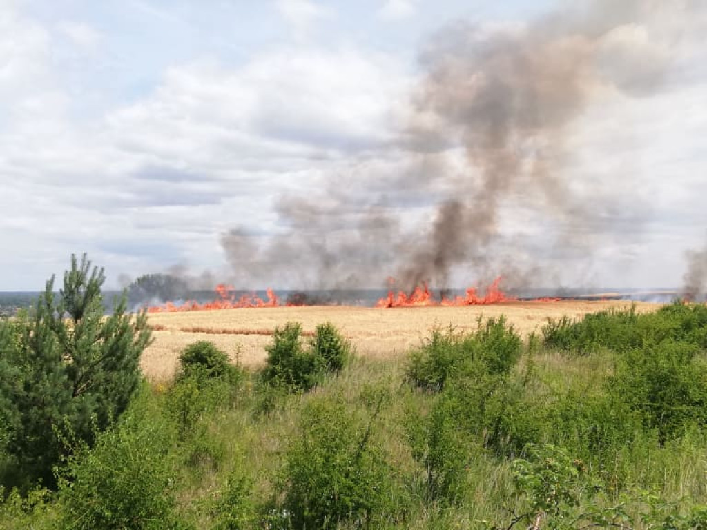 Ogromny pożar! Koło Szczyglic płonie zboże i trawy. Dym widać w Głogowie
