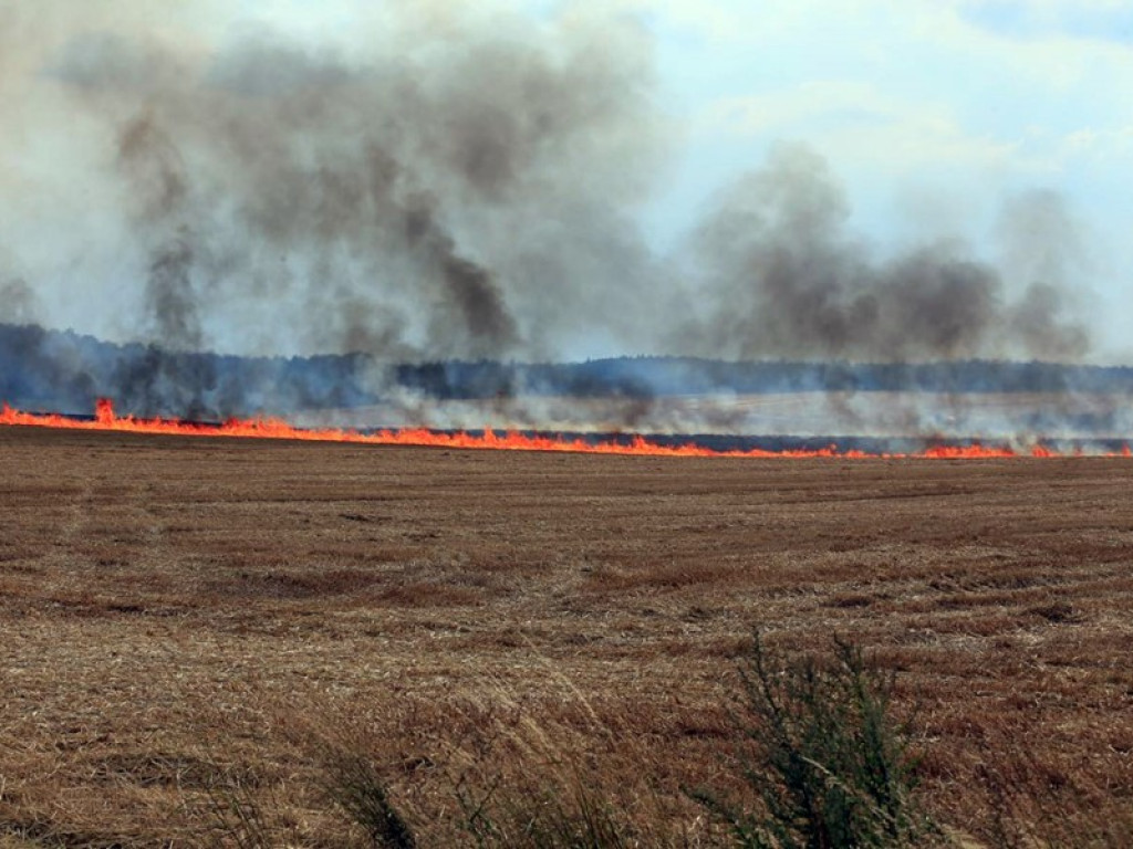 Strażacy walczą z żywiołem w morderczych warunkach! Płonie kilka hektarów ścierniska. ZOBACZ ZDJĘCIA