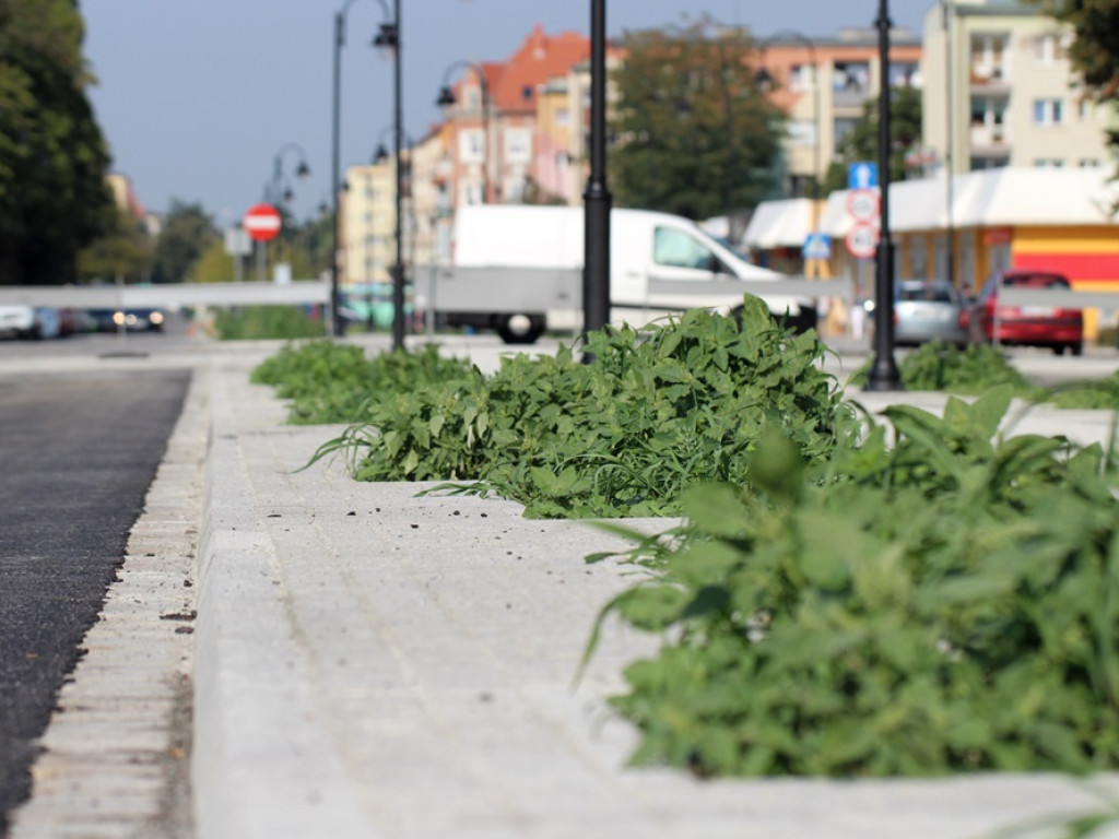 Aleja Wolności będzie otwarta szybciej niż planowano. Ale na lipy będzie trzeba poczekać
