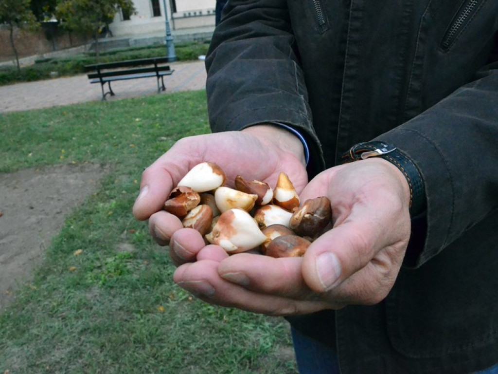 Posadzili setki tulipanów pod pomnikiem Dzieci Głogowskich