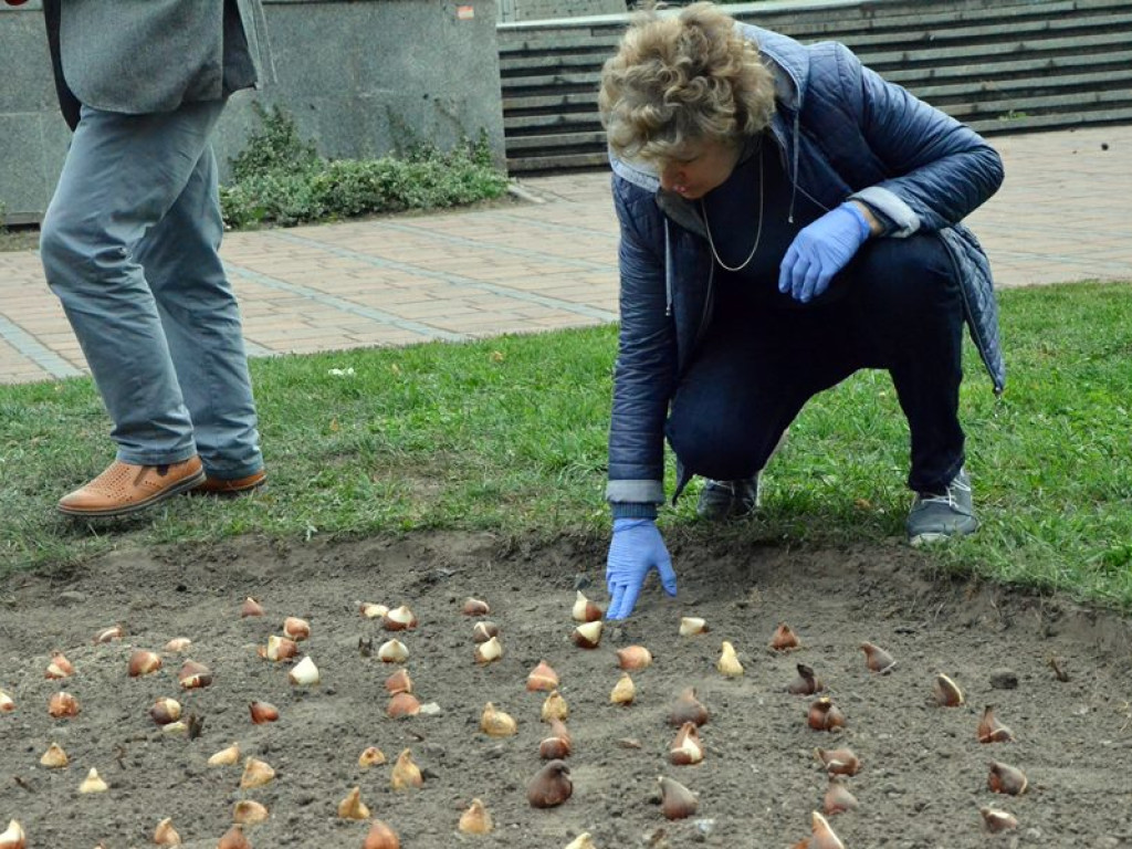 Posadzili setki tulipanów pod pomnikiem Dzieci Głogowskich