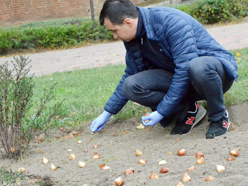 Posadzili setki tulipanów pod pomnikiem Dzieci Głogowskich