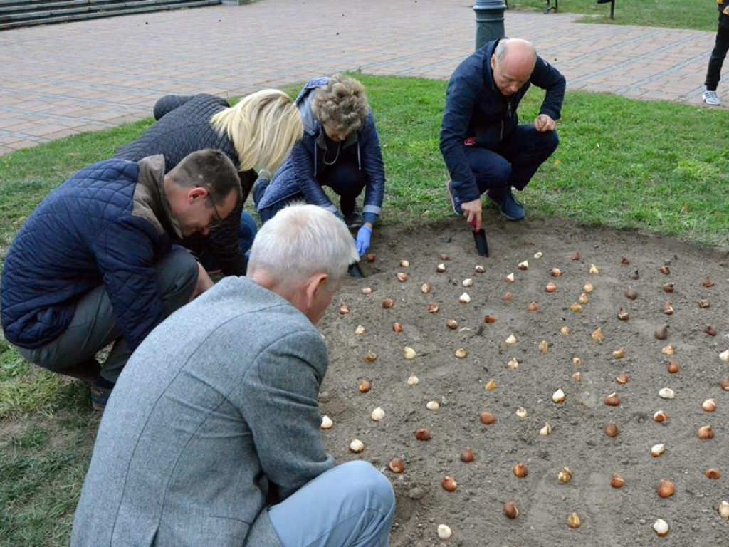 Posadzili setki tulipanów pod pomnikiem Dzieci Głogowskich