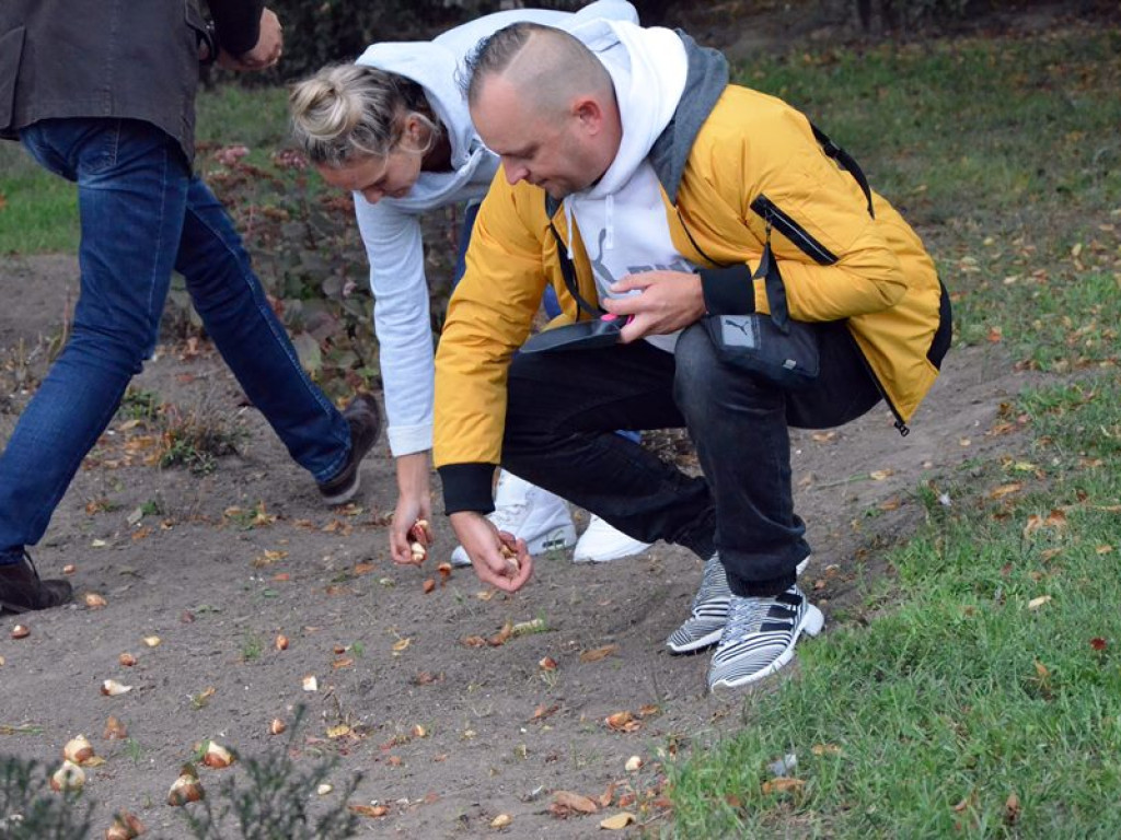 Posadzili setki tulipanów pod pomnikiem Dzieci Głogowskich