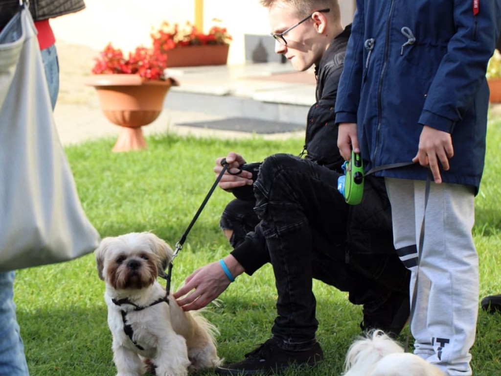 Psy, koty, chomiki, świnki morskie i inne na błogosławieństwie