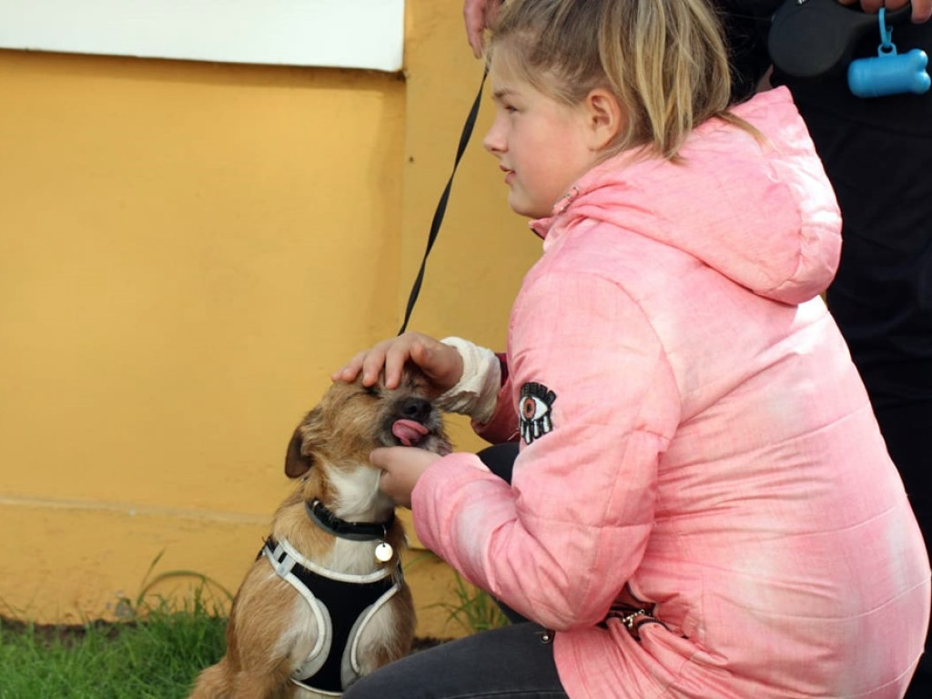 Psy, koty, chomiki, świnki morskie i inne na błogosławieństwie