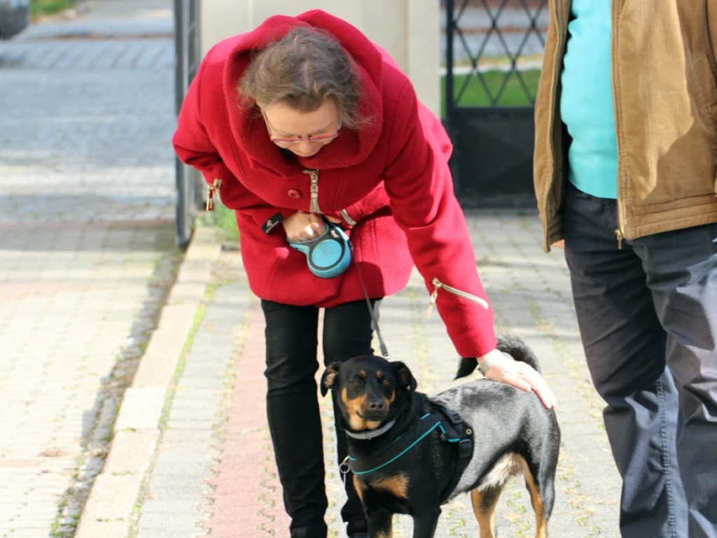 Psy, koty, chomiki, świnki morskie i inne na błogosławieństwie