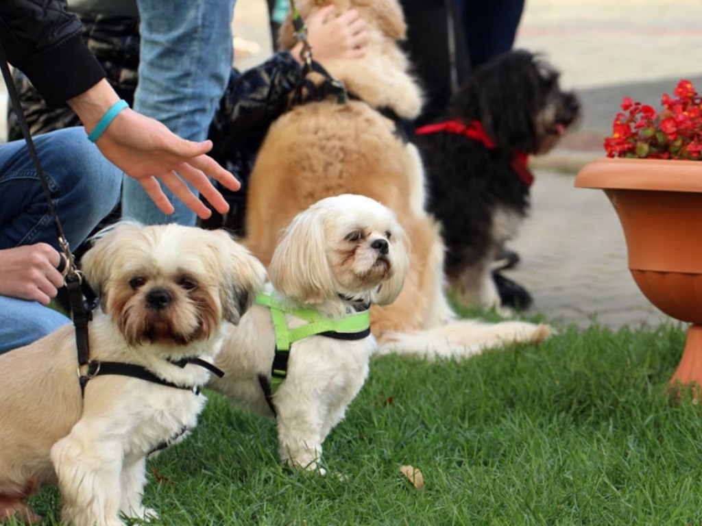 Psy, koty, chomiki, świnki morskie i inne na błogosławieństwie