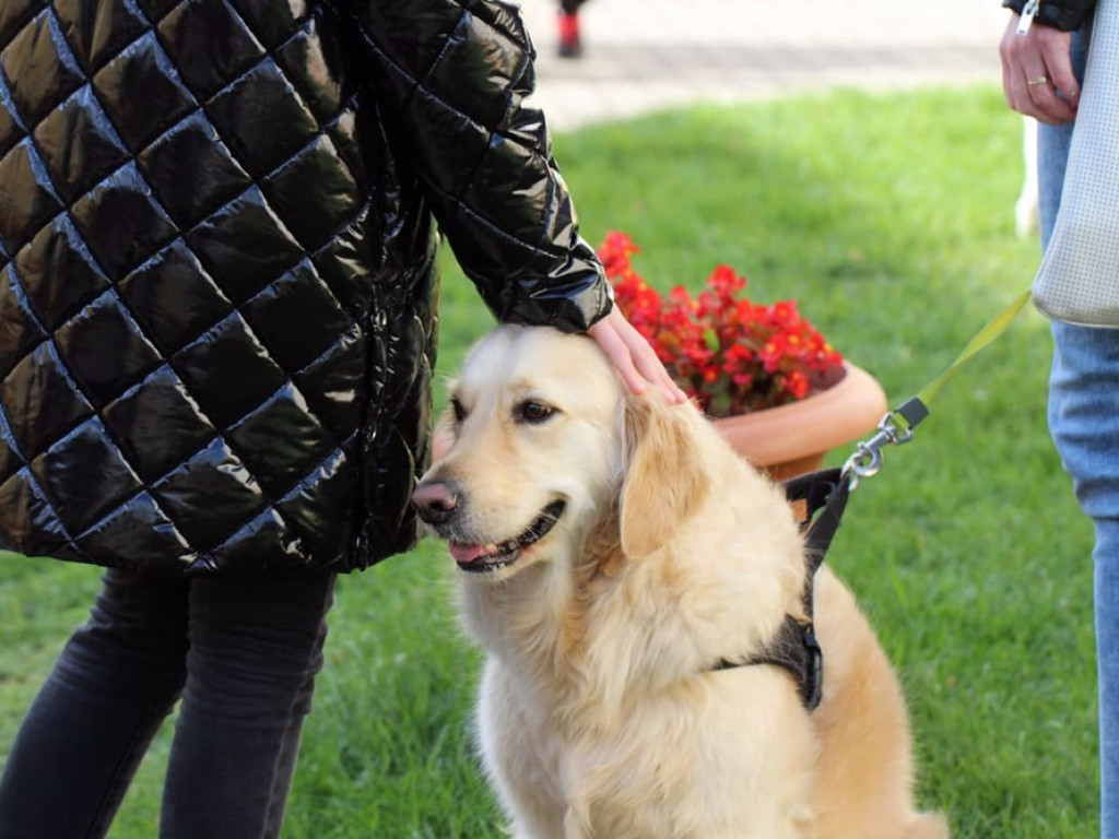 Psy, koty, chomiki, świnki morskie i inne na błogosławieństwie