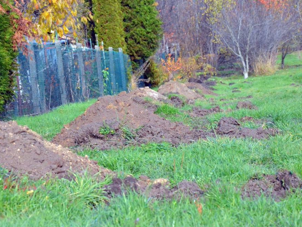 Posadzili kolejne drzewa i krzewy w parku 100-lecia Odzyskania Niepodległości