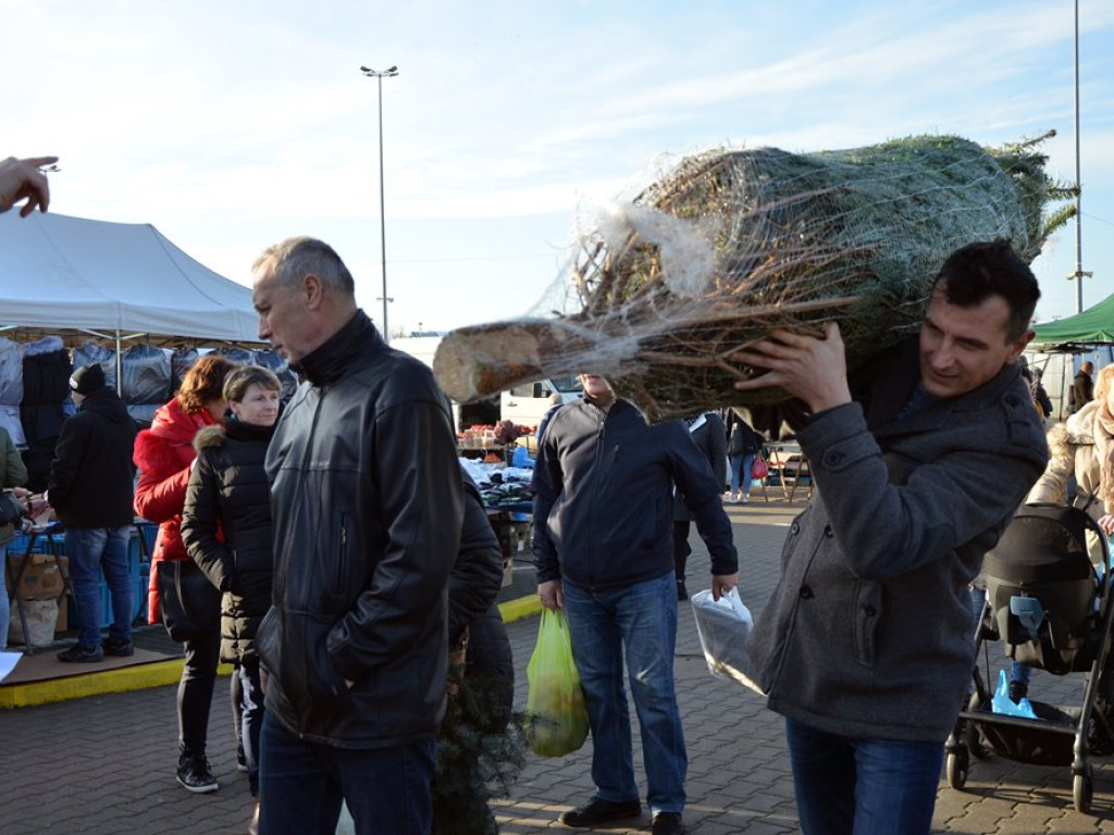 Choinki za wrzutkę do skarbonki fundacji. To finał świątecznej akcji
