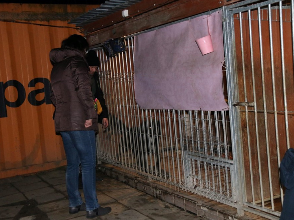 Sylwestrową noc spędzili z psami i kotami z Amicusa, by dodać im otuchy