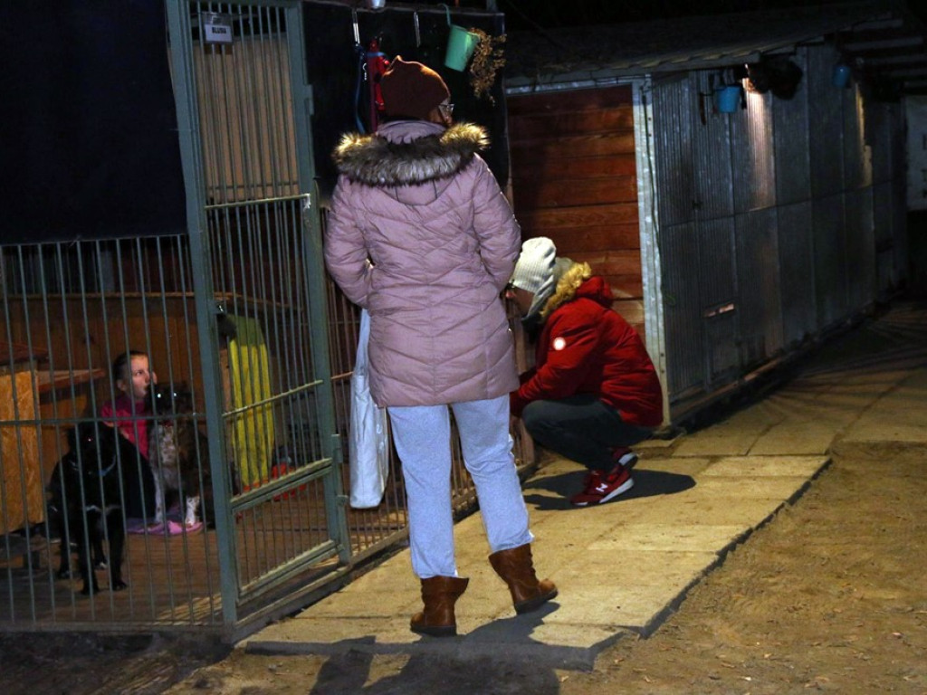 Sylwestrową noc spędzili z psami i kotami z Amicusa, by dodać im otuchy