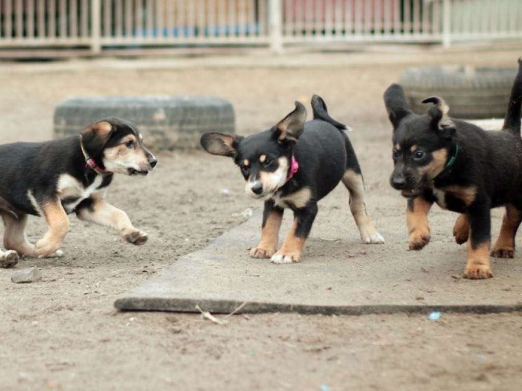 Piękne szczeniaki do wzięcia! AMICUS szuka dla nich drugiego domu