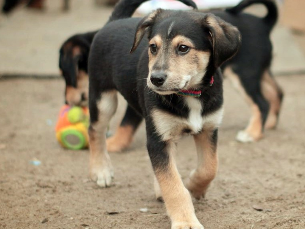 Piękne szczeniaki do wzięcia! AMICUS szuka dla nich drugiego domu