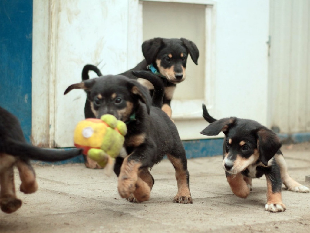 Piękne szczeniaki do wzięcia! AMICUS szuka dla nich drugiego domu