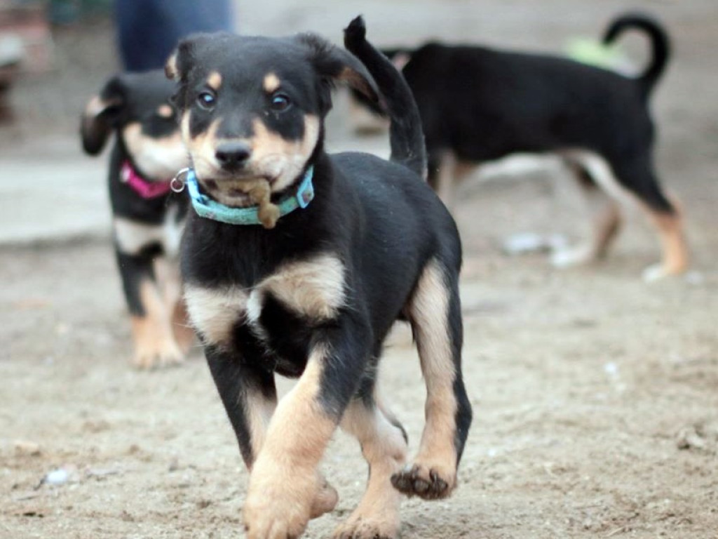 Piękne szczeniaki do wzięcia! AMICUS szuka dla nich drugiego domu