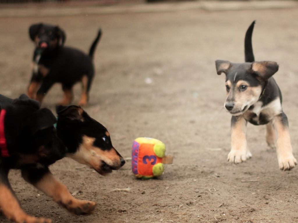 Piękne szczeniaki do wzięcia! AMICUS szuka dla nich drugiego domu