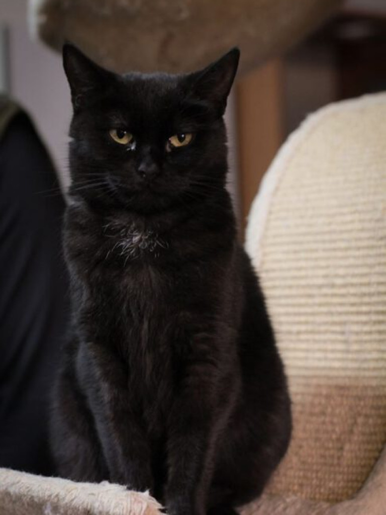 Toniemy w kotach! Apel Amicusa o adopcję, bo mruczków jest tak dużo, że brakuje dla nich miejsca