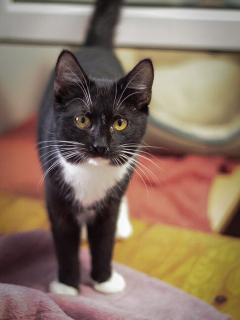 Toniemy w kotach! Apel Amicusa o adopcję, bo mruczków jest tak dużo, że brakuje dla nich miejsca