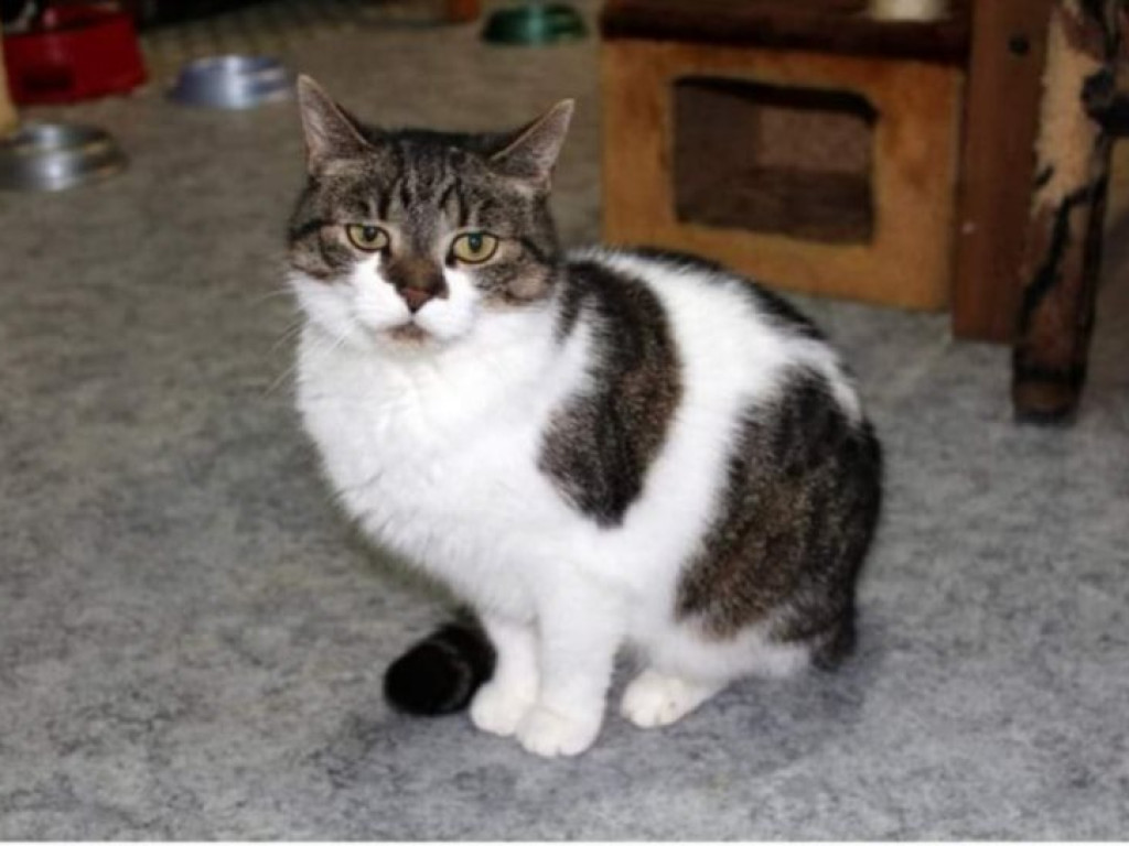 Toniemy w kotach! Apel Amicusa o adopcję, bo mruczków jest tak dużo, że brakuje dla nich miejsca