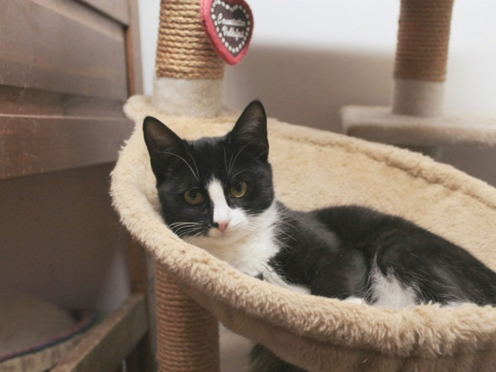 Toniemy w kotach! Apel Amicusa o adopcję, bo mruczków jest tak dużo, że brakuje dla nich miejsca