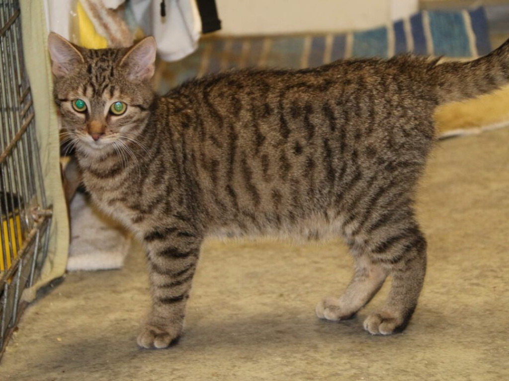 Toniemy w kotach! Apel Amicusa o adopcję, bo mruczków jest tak dużo, że brakuje dla nich miejsca