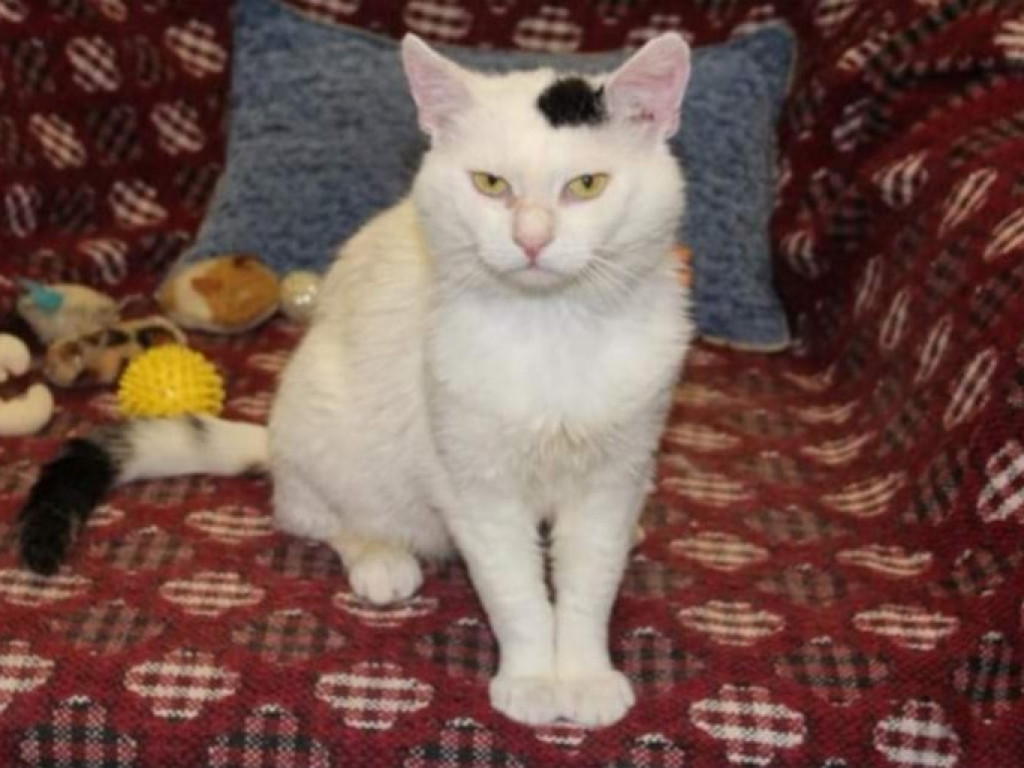 Toniemy w kotach! Apel Amicusa o adopcję, bo mruczków jest tak dużo, że brakuje dla nich miejsca