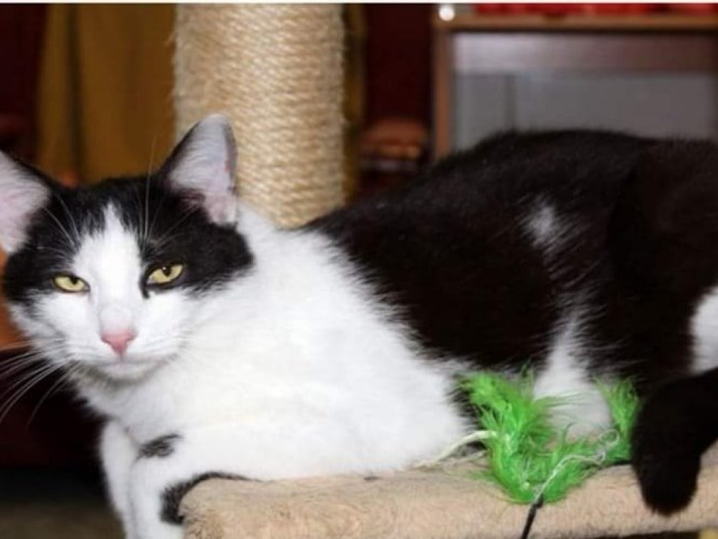 Toniemy w kotach! Apel Amicusa o adopcję, bo mruczków jest tak dużo, że brakuje dla nich miejsca