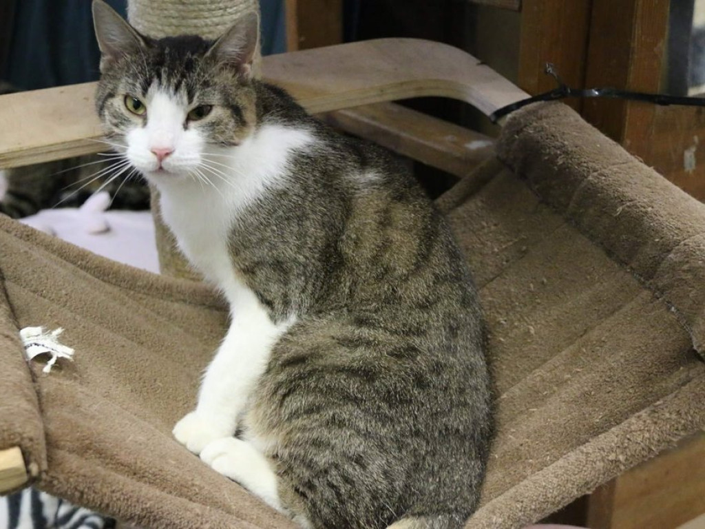 Toniemy w kotach! Apel Amicusa o adopcję, bo mruczków jest tak dużo, że brakuje dla nich miejsca