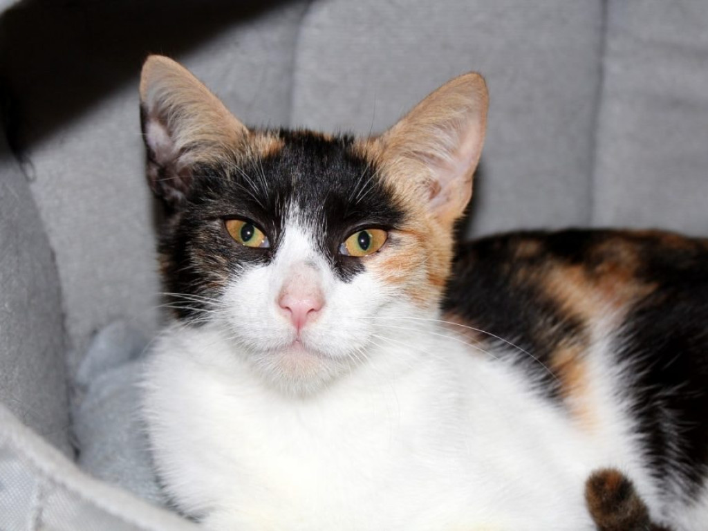 Toniemy w kotach! Apel Amicusa o adopcję, bo mruczków jest tak dużo, że brakuje dla nich miejsca