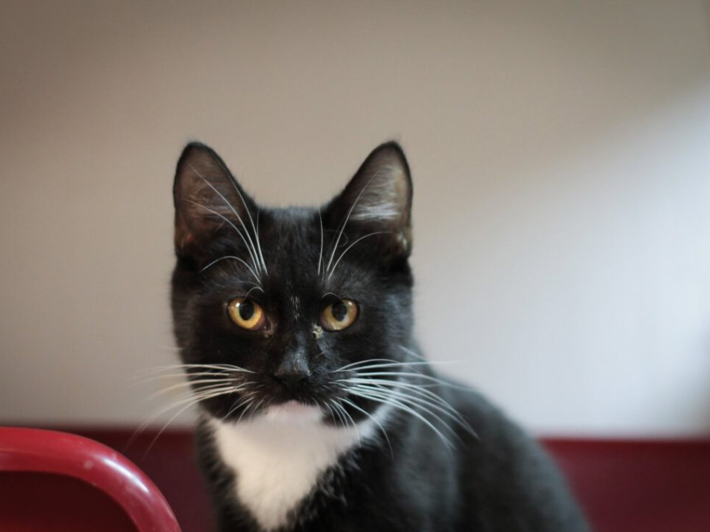 Toniemy w kotach! Apel Amicusa o adopcję, bo mruczków jest tak dużo, że brakuje dla nich miejsca