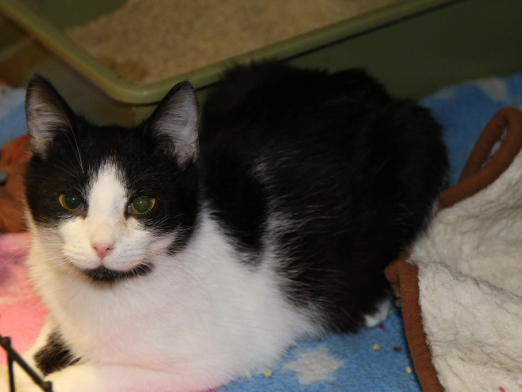 Toniemy w kotach! Apel Amicusa o adopcję, bo mruczków jest tak dużo, że brakuje dla nich miejsca