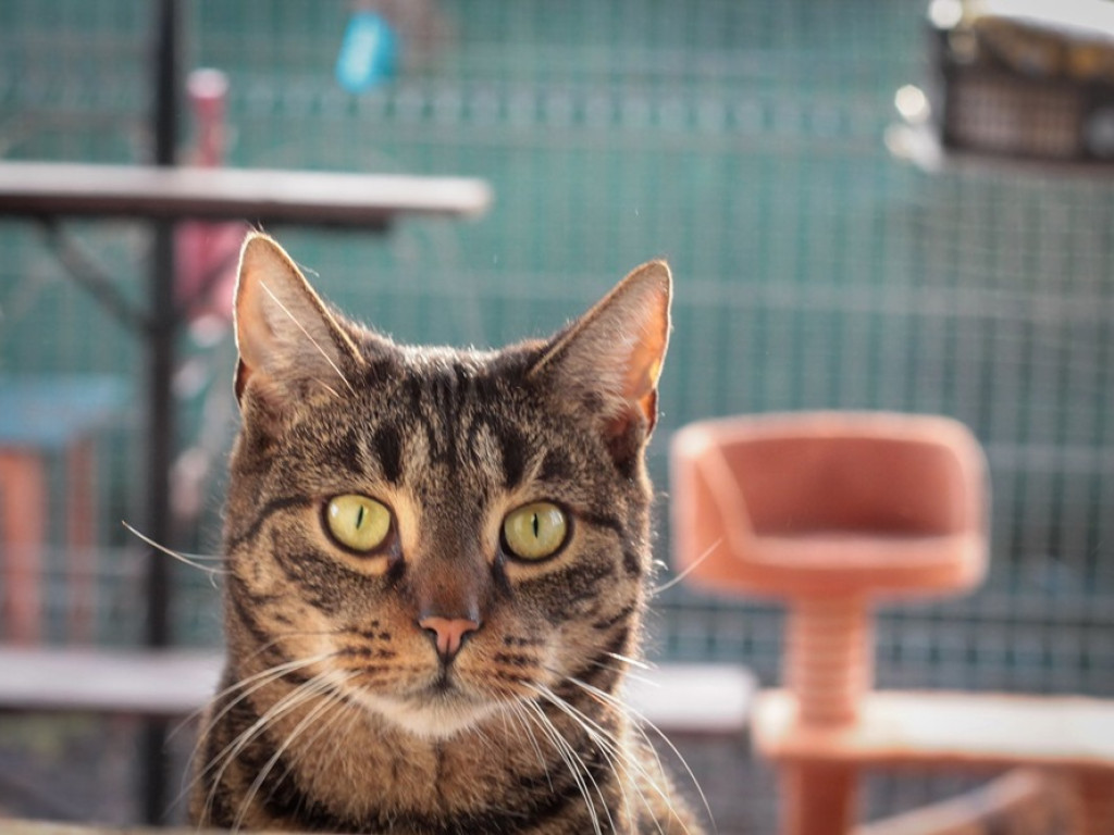 Toniemy w kotach! Apel Amicusa o adopcję, bo mruczków jest tak dużo, że brakuje dla nich miejsca