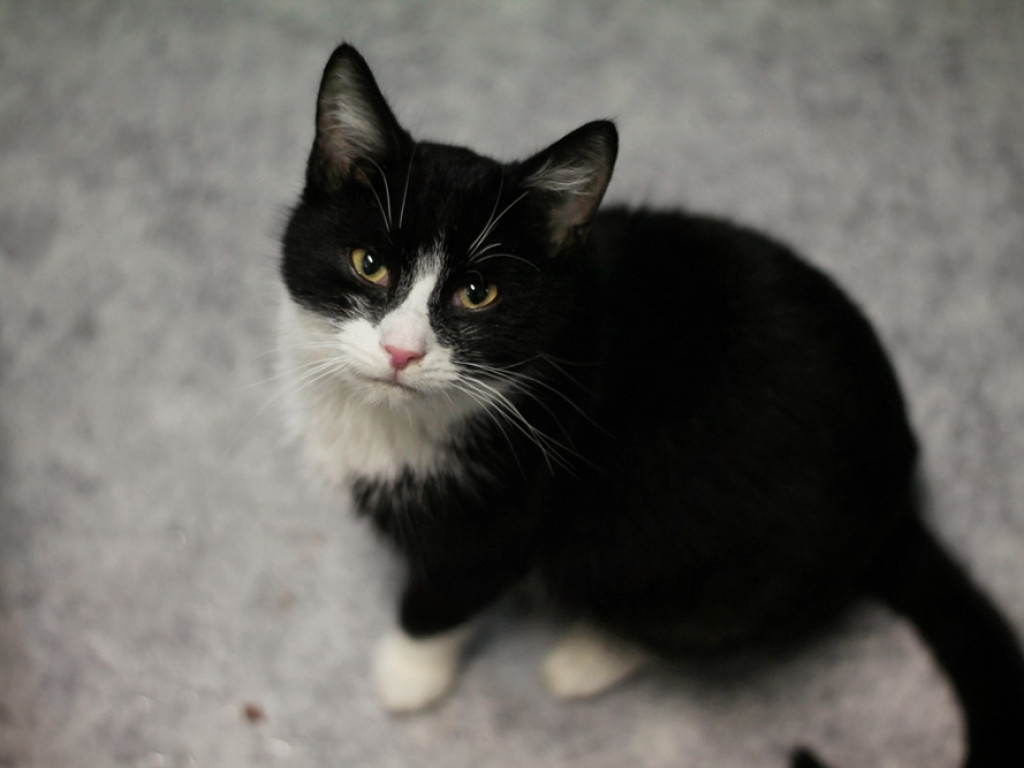 Toniemy w kotach! Apel Amicusa o adopcję, bo mruczków jest tak dużo, że brakuje dla nich miejsca